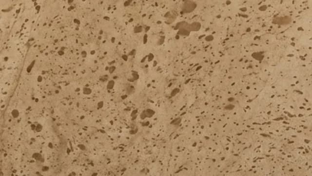 Ganj Basoda — Ganj Basoda is a sandstone from Ganj Basoda, Madhya Pradesh, characterised by its beige and white. From the dimensional-stone hub of Ganj Basoda, available in many calibrated formats.